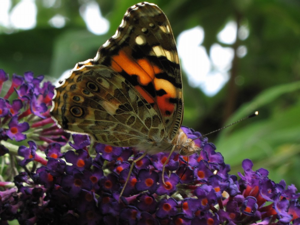 Schmetterlinge in meinem Garten