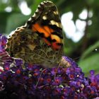 Schmetterlinge in meinem Garten