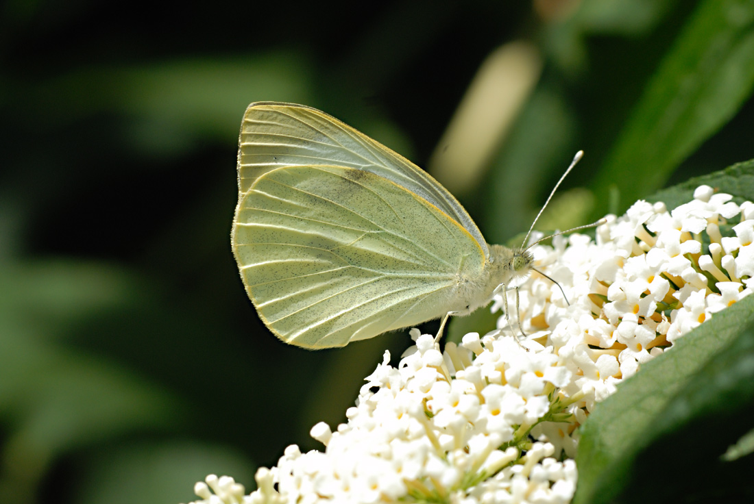 Schmetterlinge in meinem Garten:  7. Rapsweißling