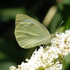 Schmetterlinge in meinem Garten:  7. Rapsweißling