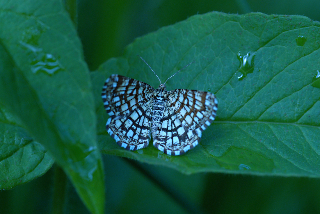 Schmetterlinge in meinem Garten: 8. Der  Gitterspanner