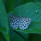 Schmetterlinge in meinem Garten: 8. Der  Gitterspanner