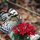 Schmetterlinge in natürlicher Umgebung