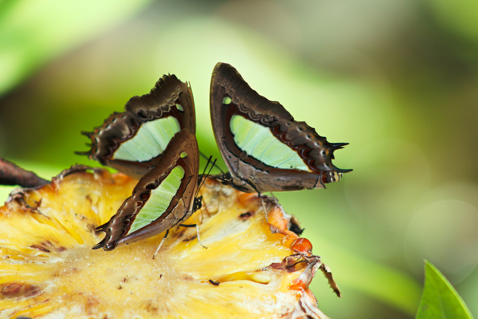 Schmetterlinge in Penang