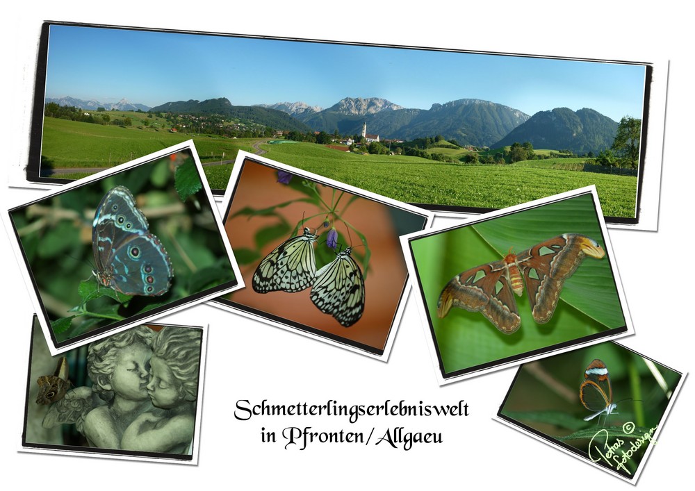 Schmetterlinge in Pfronten/Allgäu ab Juni 2010 fliegen sie wieder