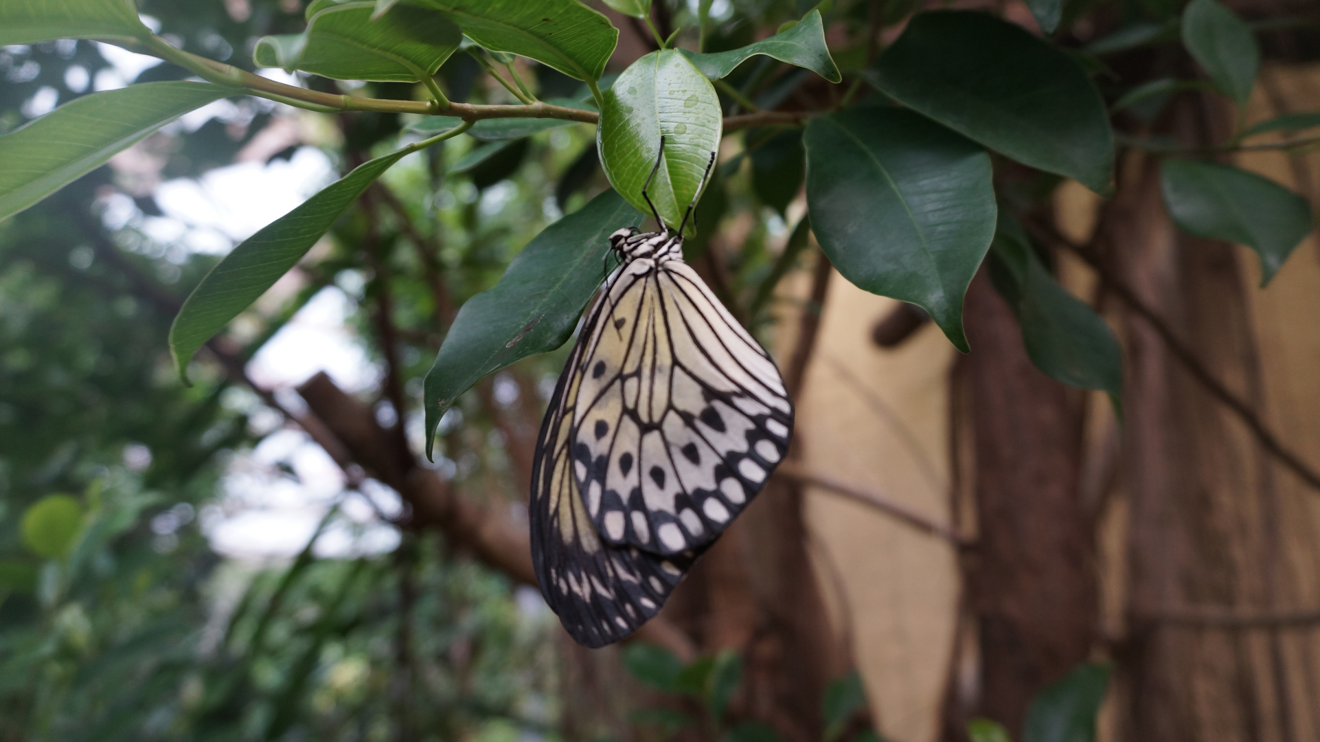 Schmetterlinge in Sassnitz gesehen