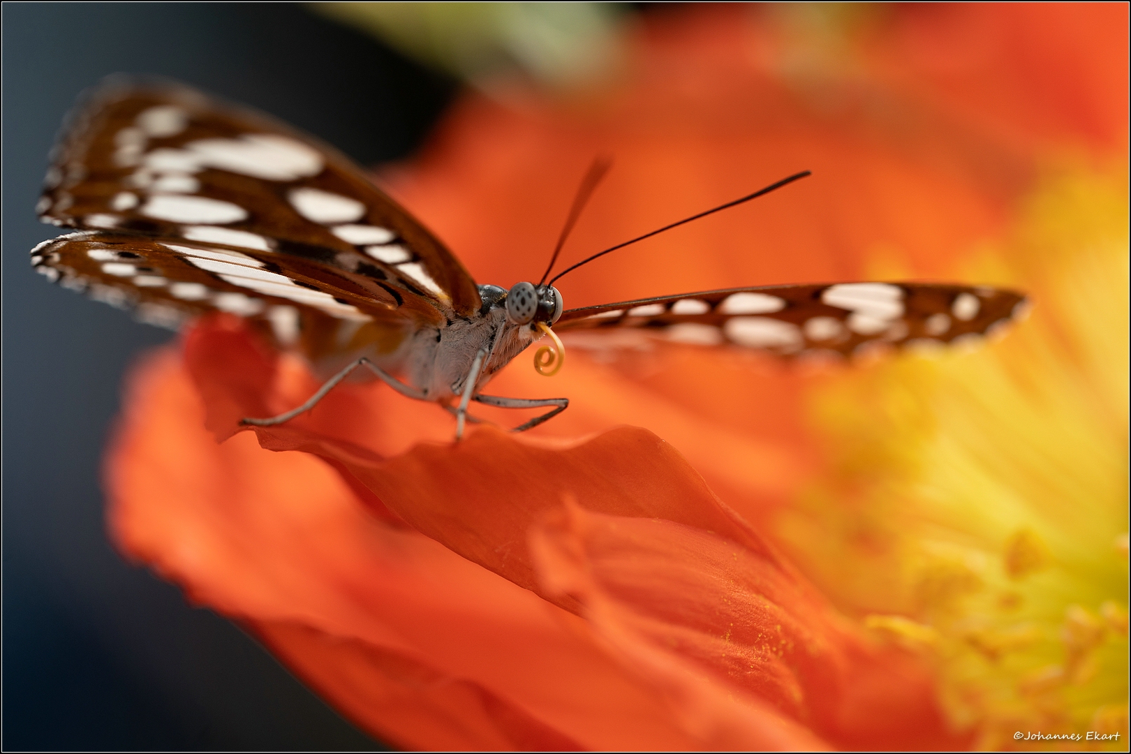 Schmetterlinge in Stainz II