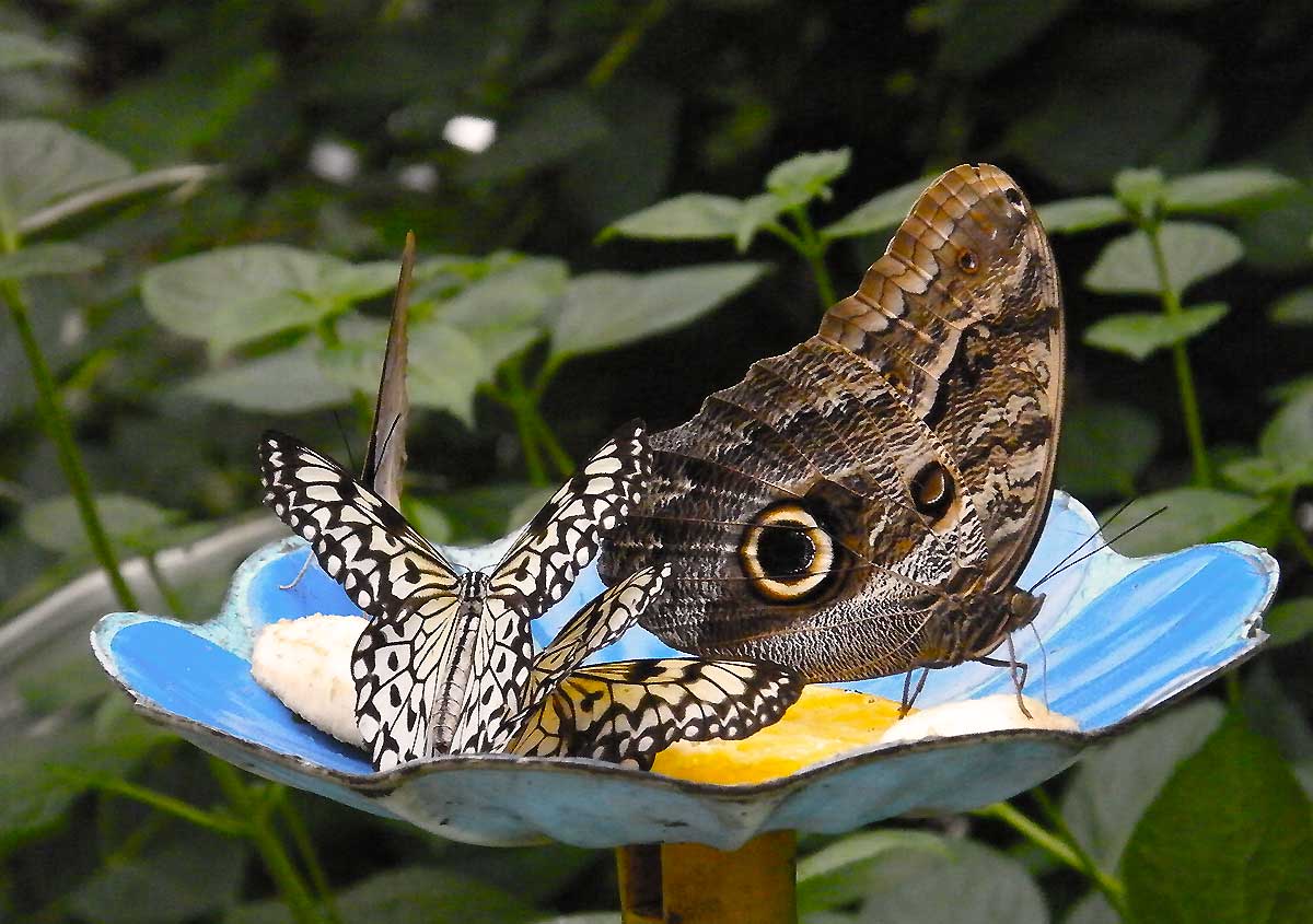 Schmetterlinge in Trassenheide