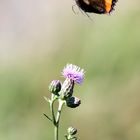 "Schmetterlinge in Wolfsburg"