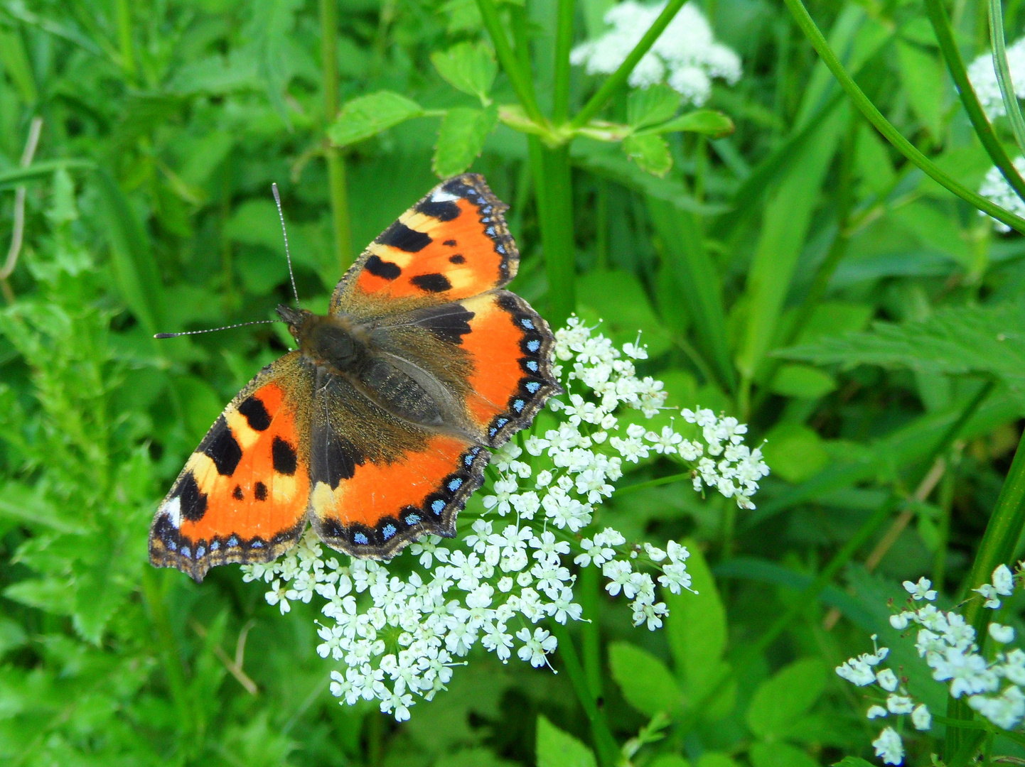 "Schmetterlinge in Wolfsburg"