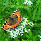 "Schmetterlinge in Wolfsburg"