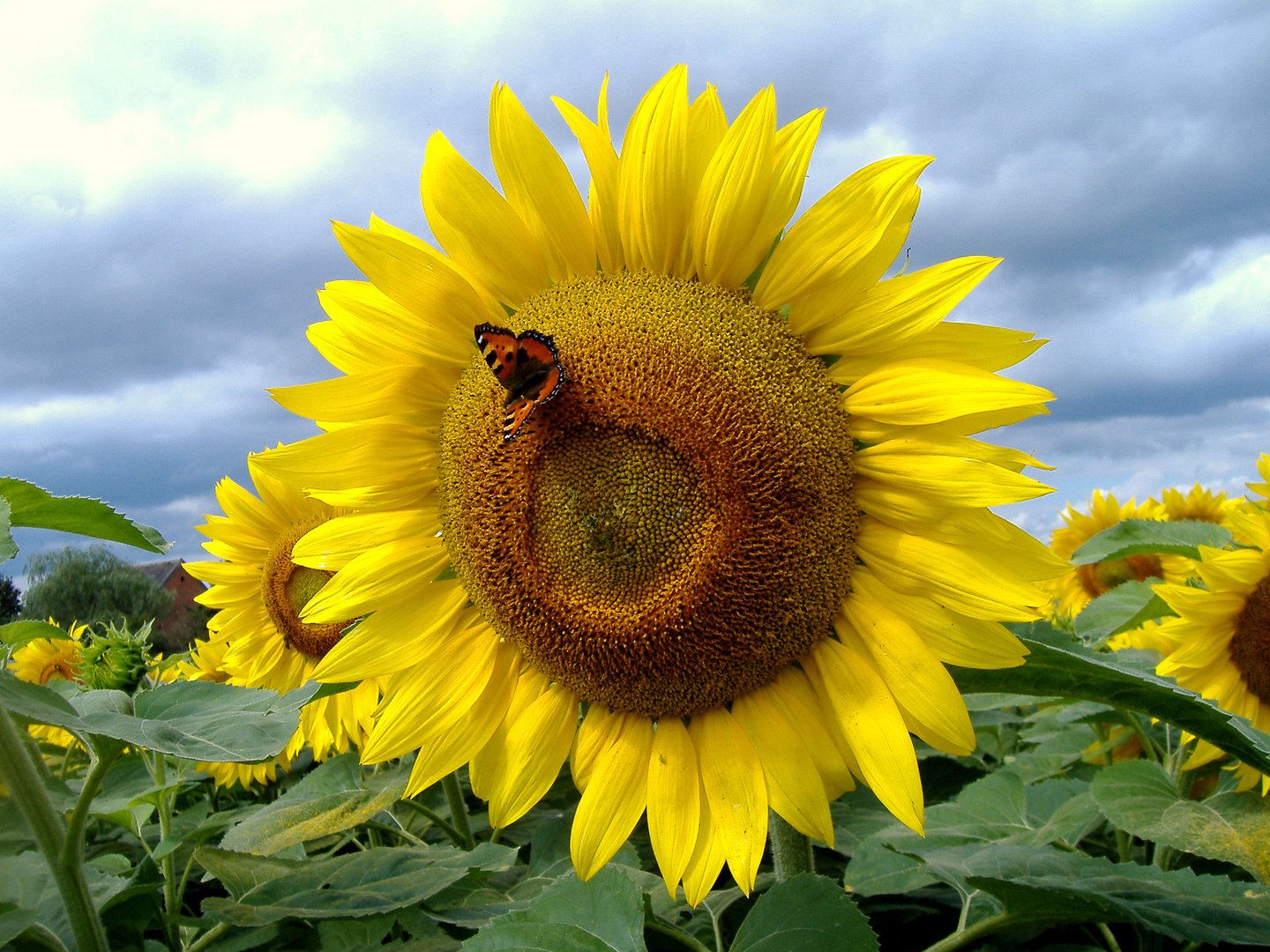 "Schmetterlinge in Wolfsburg"