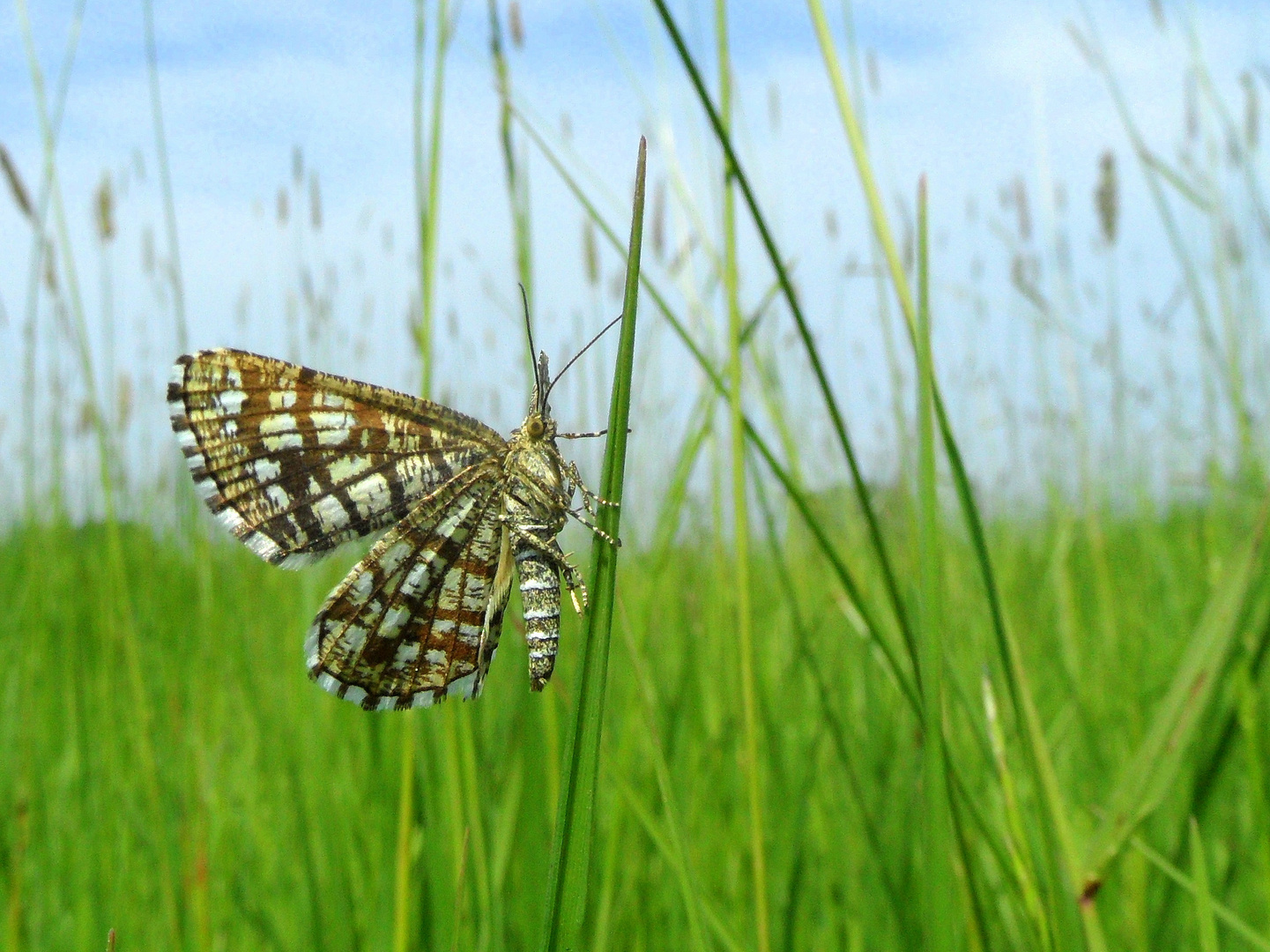 "Schmetterlinge in Wolfsburg"