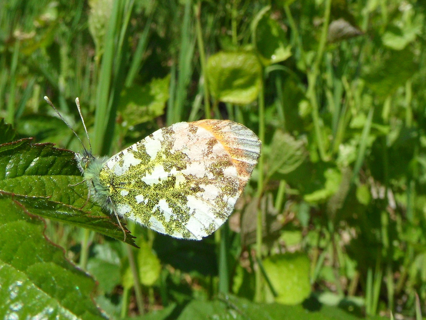 "Schmetterlinge in Wolfsburg"