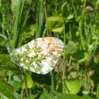 "Schmetterlinge in Wolfsburg"