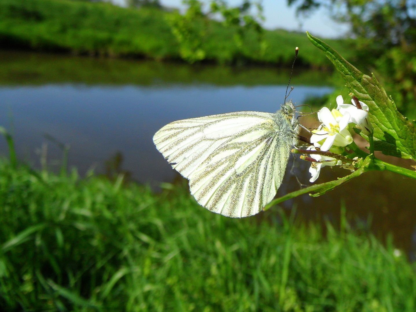 "Schmetterlinge in Wolfsburg"