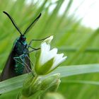 "Schmetterlinge in Wolfsburg"