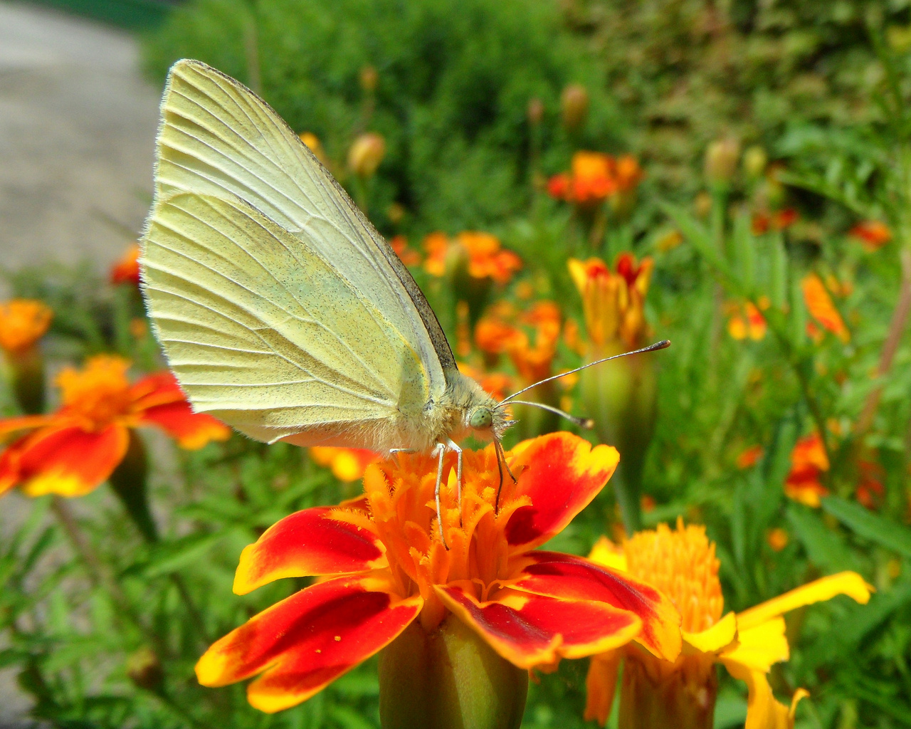 "Schmetterlinge in Wolfsburg"