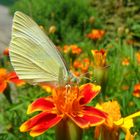 "Schmetterlinge in Wolfsburg"