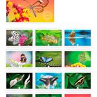 Schmetterlinge Kalender 2020