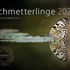 Schmetterlinge Kalender 2024