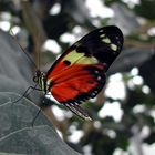 SCHMETTERLINGE KÖNNEN NICHT WEINEN