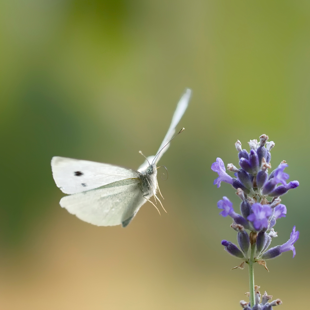 Schmetterlinge, Lavendel, Frühling.........