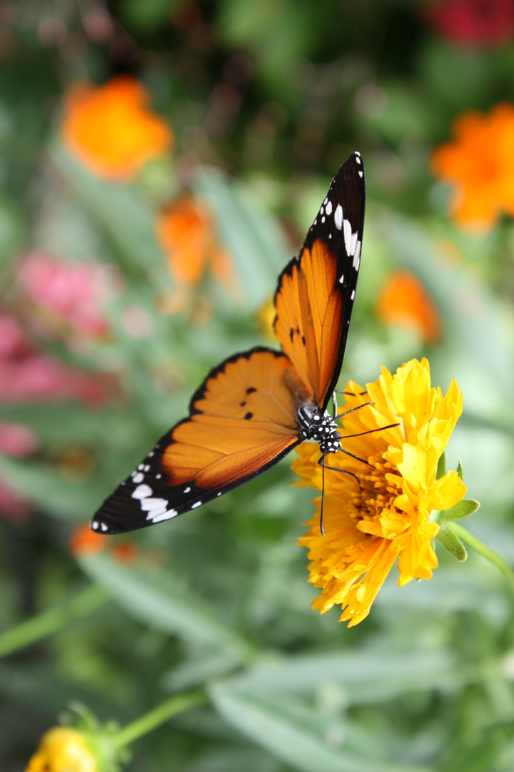 Schmetterlinge lieben Blumen