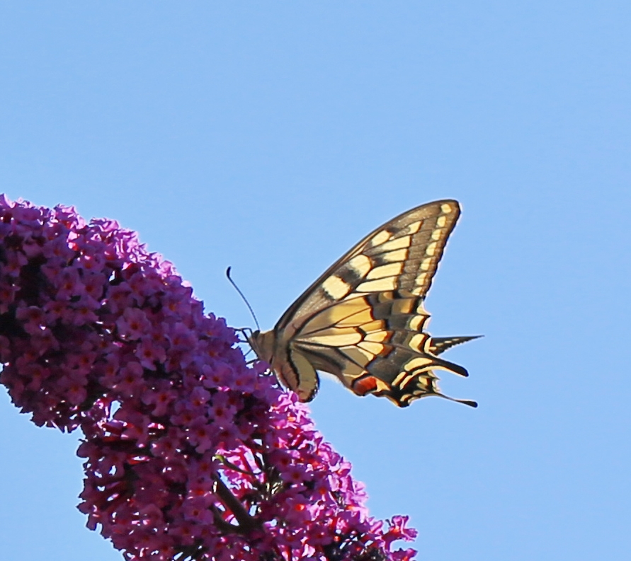 Schmetterlinge lieben Sommerflieder