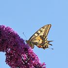 Schmetterlinge lieben Sommerflieder