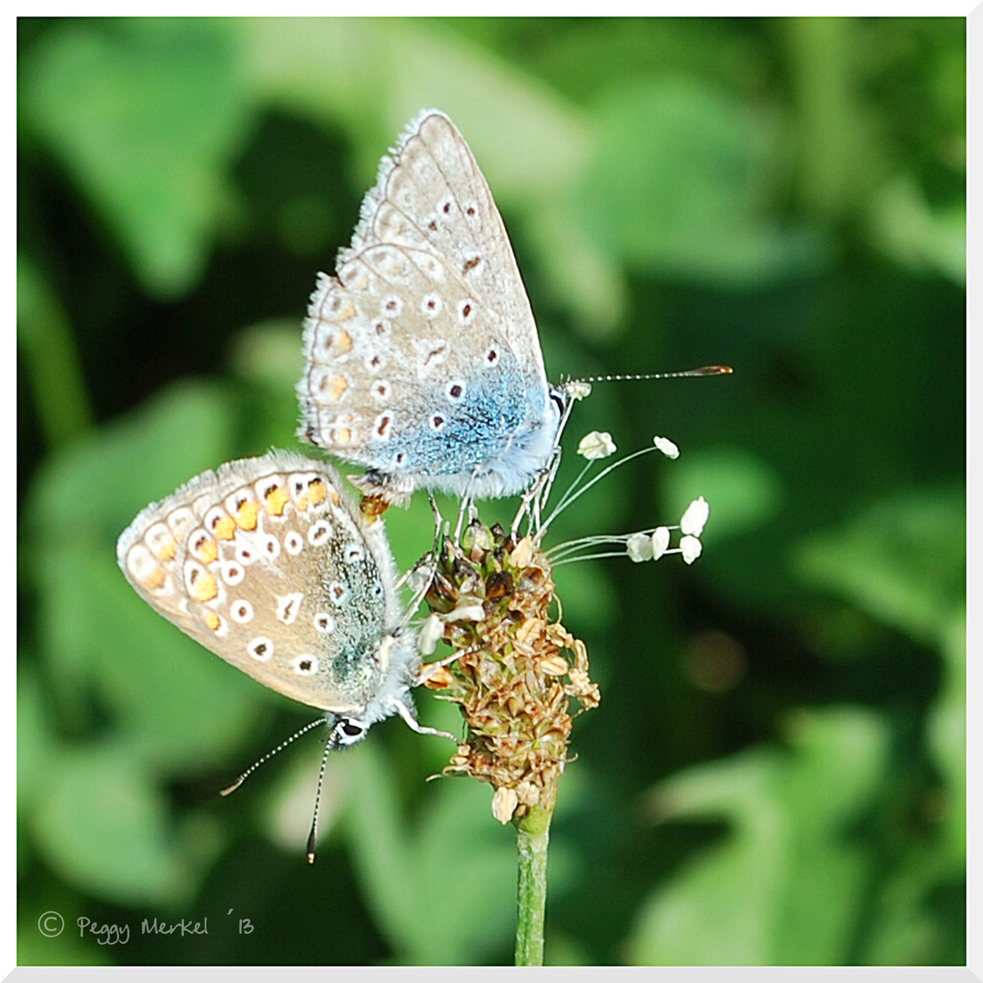 Schmetterlinge liebend ...