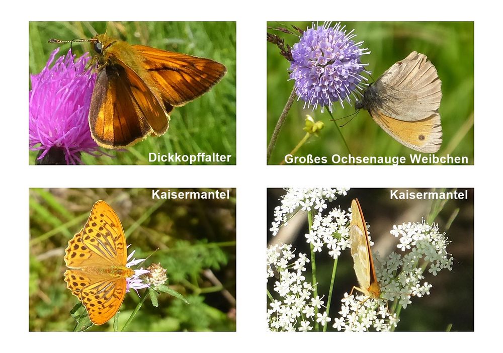 Schmetterlinge mit Namen Foto &amp; Bild natur, schmetterlinge Bilder auf