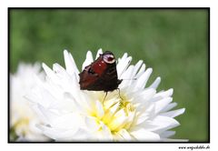 Schmetterlinge mögen Dahlien :)