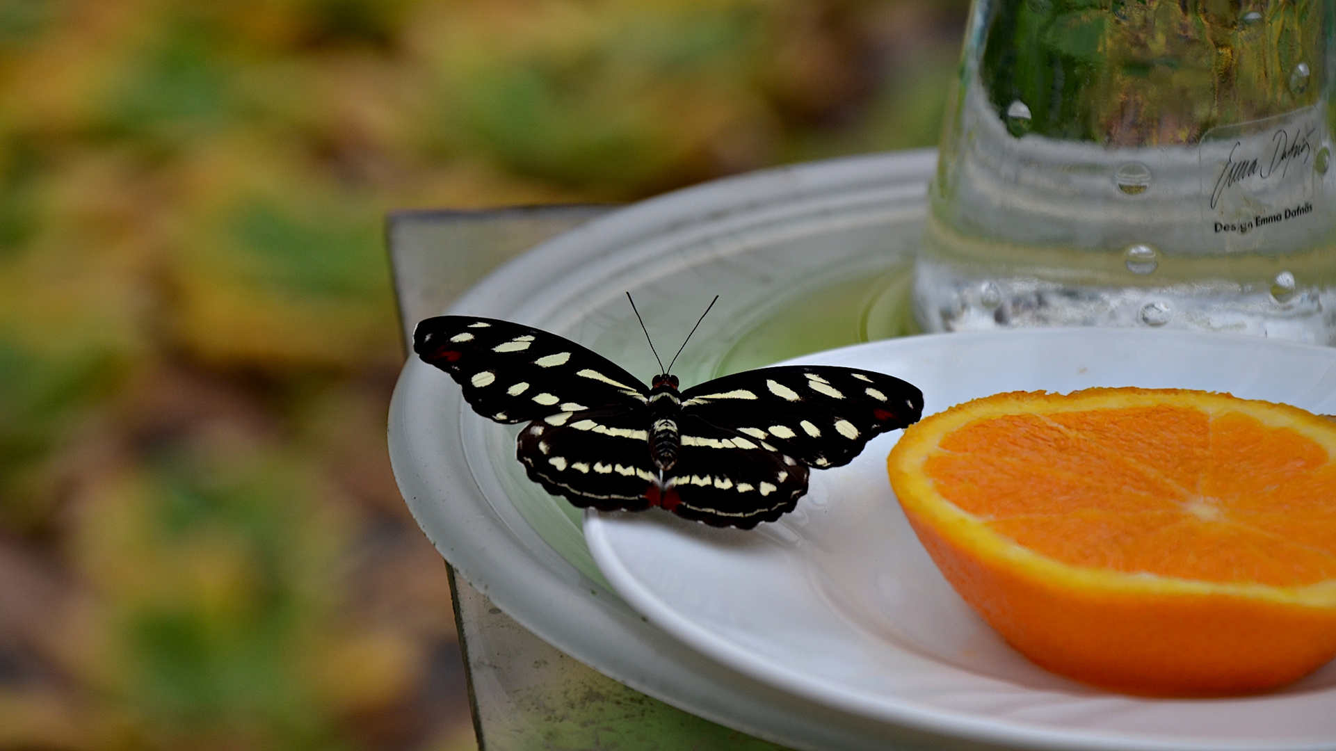 Schmetterlinge mögen Orangen