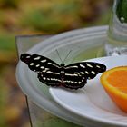 Schmetterlinge mögen Orangen