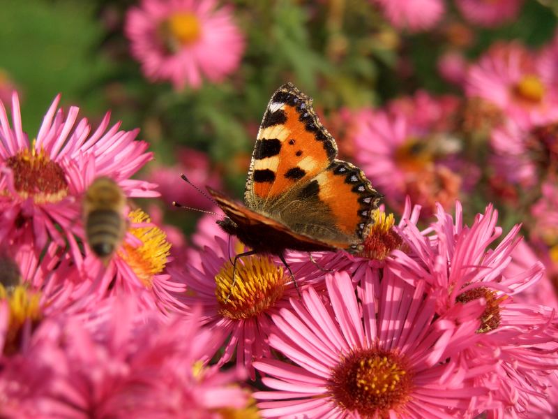 Schmetterlinge mögen´s pink