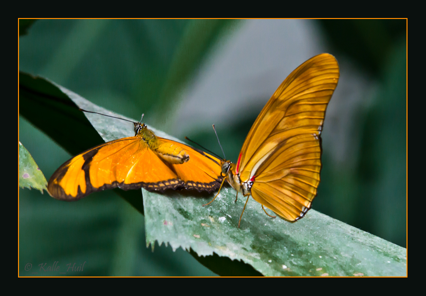 &hellip;Schmetterlinge&hellip; Name???&hellip; Foto &amp; Bild tiere, wildlife