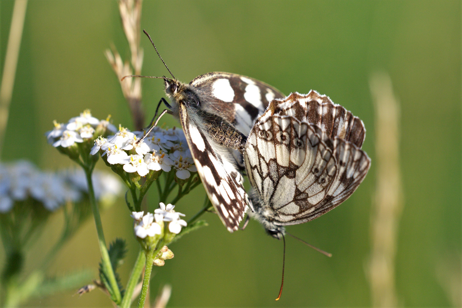 Schmetterlinge paarung