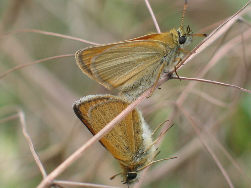 Schmetterlinge Paarung I