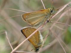 Schmetterlinge Paarung I