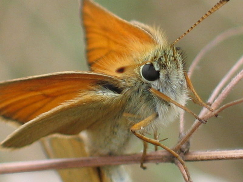 Schmetterlinge Paarung II