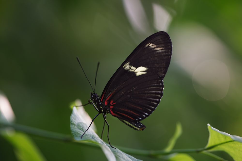 Schmetterlinge. Papiliorama Kerzers 