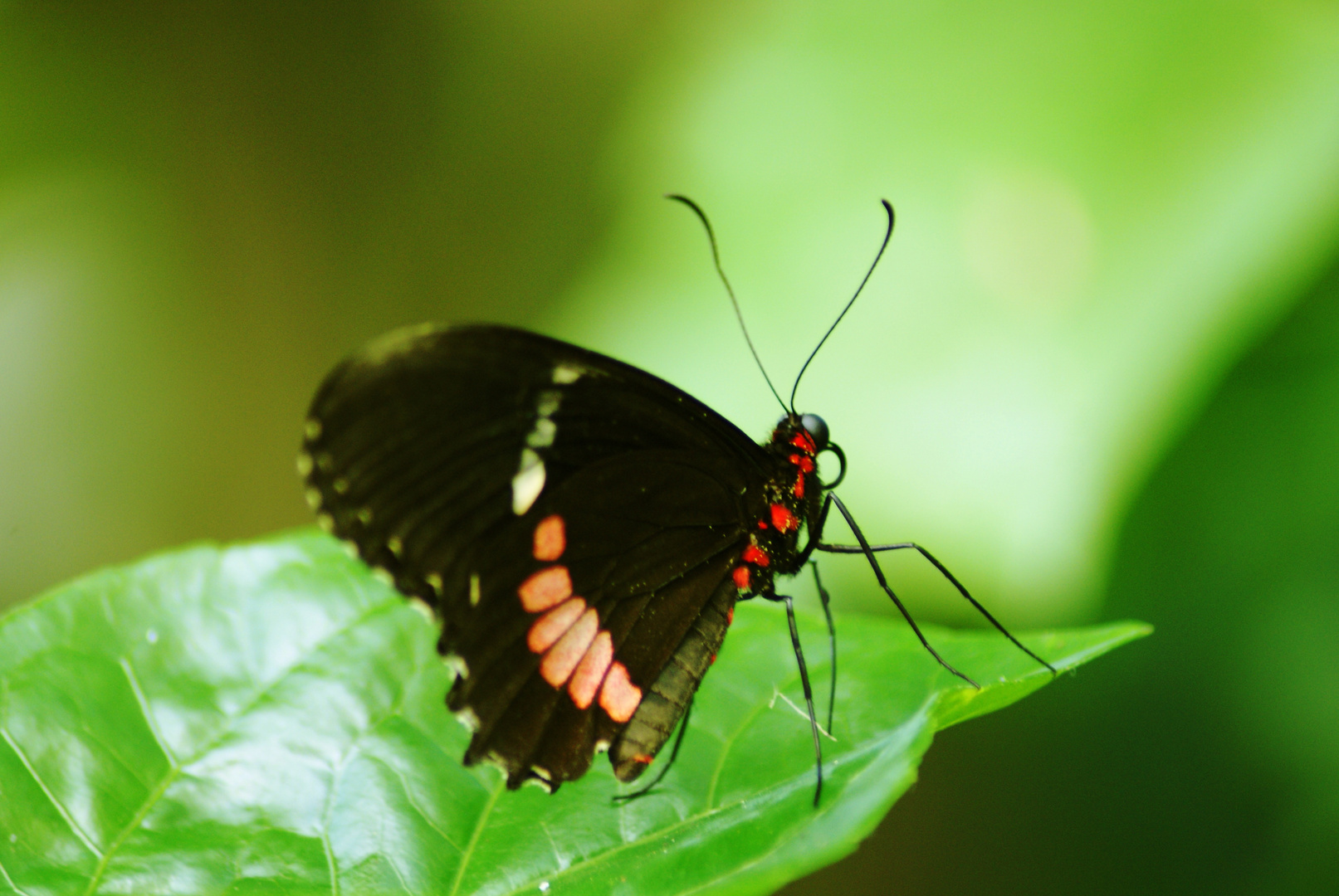 Schmetterlinge rot und schwarz streife