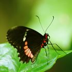 Schmetterlinge rot und schwarz streife