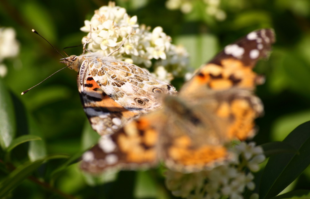 Schmetterlinge scharf-unscharf