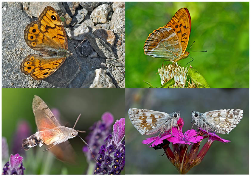 Schmetterlinge schenken Freude! (1) * - Un regard en arrière et en avant: papillons.