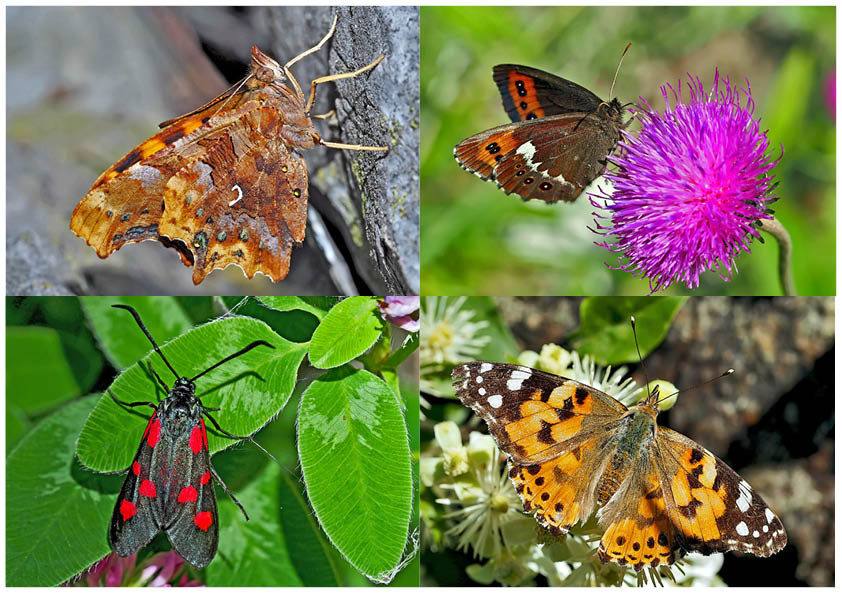 Schmetterlinge schenken Freude! (2) * - Un regard en arrière et en avant: papillons.