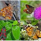 Schmetterlinge schenken Freude! (2) * - Un regard en arrière et en avant: papillons.