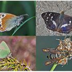 Schmetterlinge schenken Freude! (3) * - Un regard en arrière et en avant: papillons.