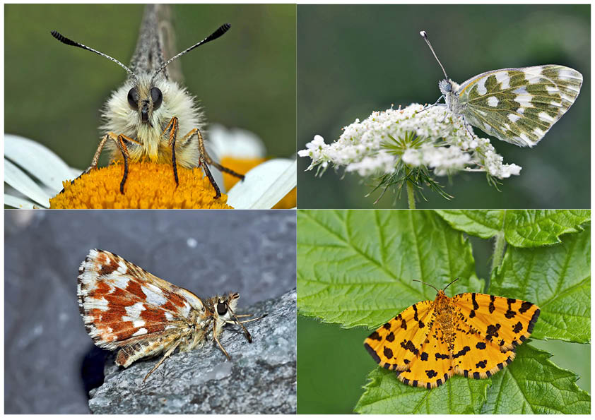 Schmetterlinge schenken Freude! (4) * - Un regard en arrière et en avant: papillons.